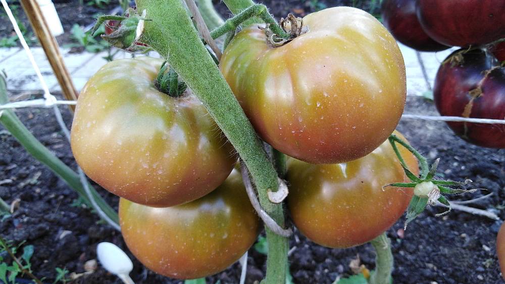 Томат Ананасное сердце (Pineapple Heart) смотреть онлайн