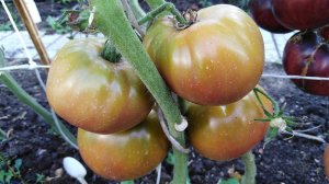 Томат Ананасное сердце (Pineapple Heart)