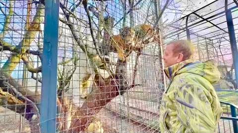 Белый тигренок ПОКОРИЛ мое сердце, он так любит Олега Зубкова что даже ЗАЛЕЗ НА ДЕРЕВО!!! смотреть онлайн