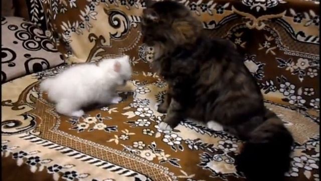 фильм кошка и ее котенок смотреть онлайн