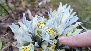 Самый ранний весенний луковичный ирис/ Ирис сетчатый /Иридодиктиум/ Описание, сорта и уход. Часть 1