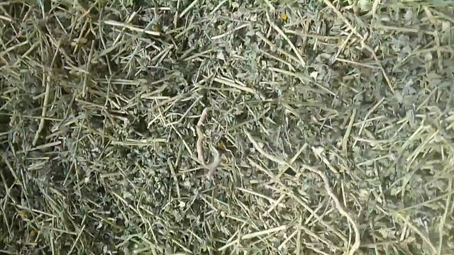 якорцы стелящиеся смотреть онлайн