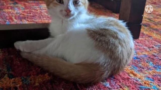 Убегая от собак рыжий котёнок прыгнул мне на ноги и начал громко кричать…. Я не смог сказать ему не смотреть онлайн