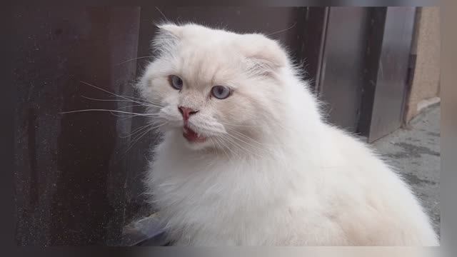 Расул Гамзатов. Песня о Хаджи Мурате. смотреть онлайн