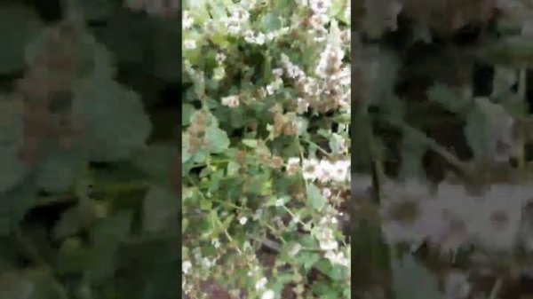 Мята перечная и лимонная