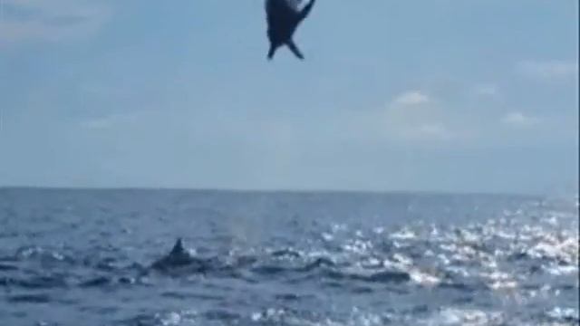 Why I Love Cetaceans! смотреть онлайн