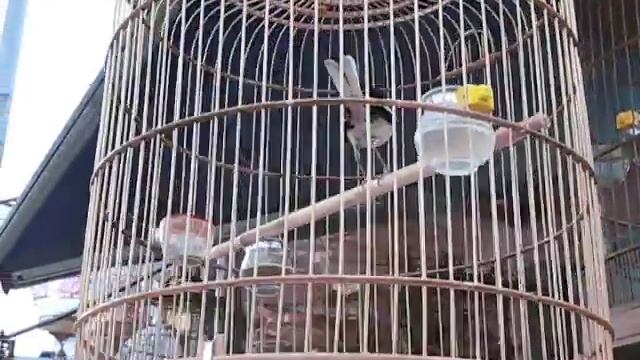 Vietnam_Mad_Bird смотреть онлайн