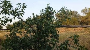 Сравнение Унаби разных сортов.