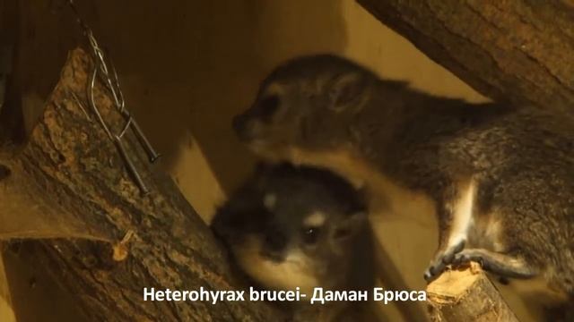 Heterohyrax brucei- Даман Брюса - Yellow-spotted rock hyrax смотреть онлайн