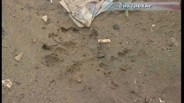 Медведь напал на человека смотреть онлайн