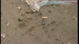 Медведь напал на человека