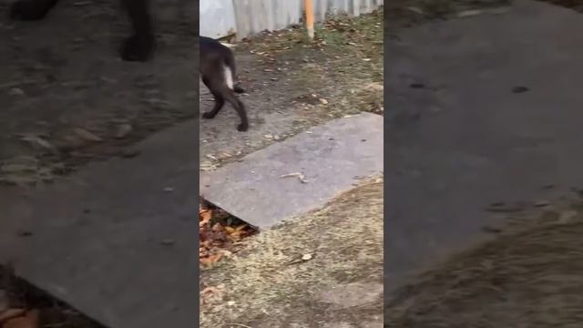 Бездомные собаки жрут кошек. Эти же блоховозы нападают на детей и стариков. Бурматов, куда смотришь