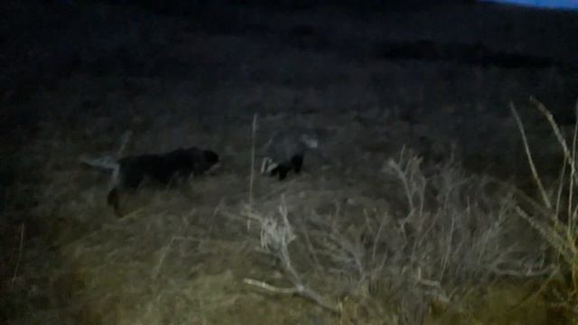 Собаки поймали барсука смотреть онлайн