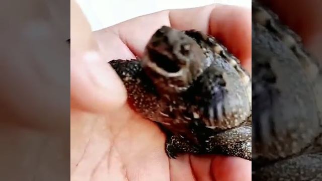 черепаха хищник смотреть онлайн