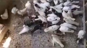 Голуби таджикистан город вахдат