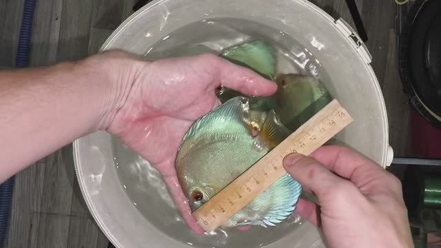 Дискусы Голубой Алмаз смотреть онлайн