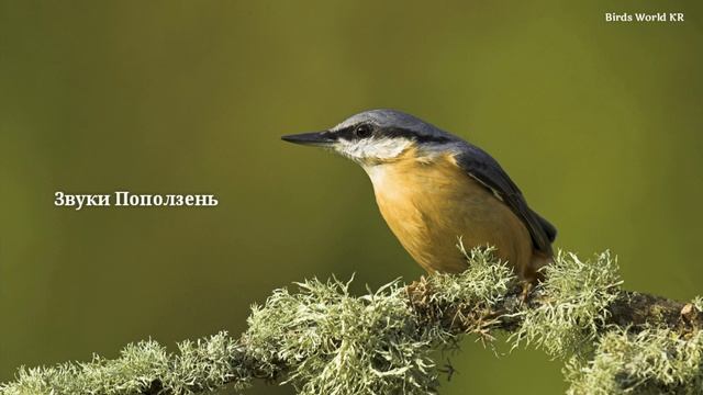 Звуки поползень смотреть онлайн