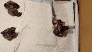 кучинские юбилейные цыплята