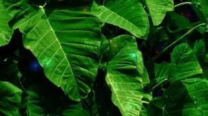 Медитация - гипноз 🙏  для освобождения от тревоги, страха, беспокойства и других негативных эмоций