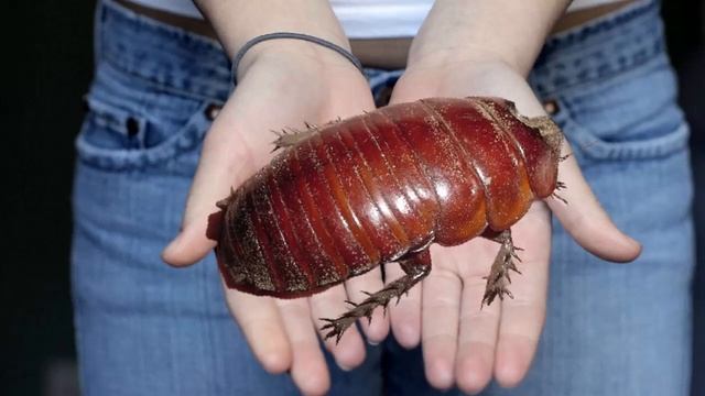 Рекордно большие насекомые. Топ - 5 самые больших насекомые в мире. смотреть онлайн