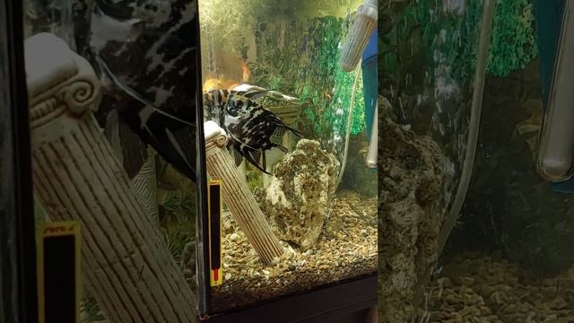 Процесс пошел! Опять сыпет ((( #Нерестскалярий смотреть онлайн