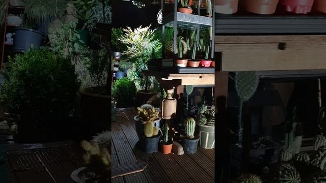 🦊Damp pregnant fox hanging about the back door... смотреть онлайн