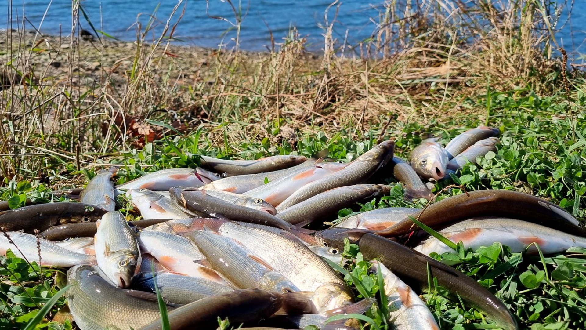 Ловля краснопёрки(Угай) на спиннинг! смотреть онлайн