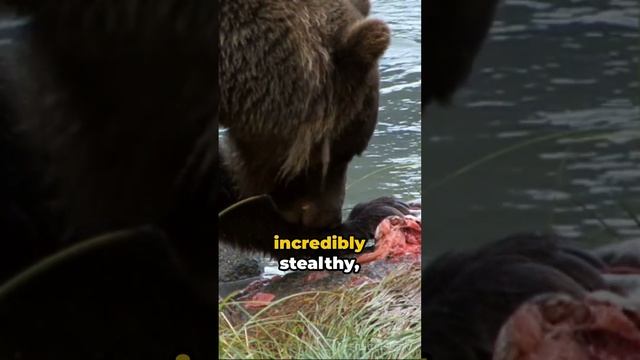 The Ultimate Show down. Grizzly vs Alligator смотреть онлайн