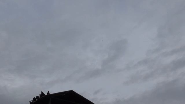 ястреб хочет голубей смотреть онлайн