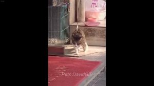 Смешные животные _ смешные попугаи