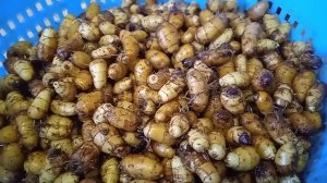 ЧУФА/ЗЕМЛЯНОЙ МИНДАЛЬ/ТИГРОВЫЙ ОРЕХ - ТРУДНО ЛИ ВЫРАСТИТЬ?