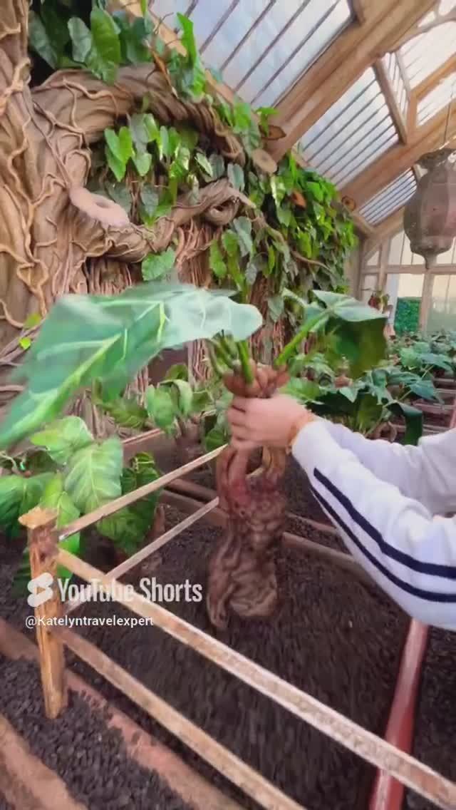 Мандрагоры #студиягаррипоттера#турпостудии#киностудия#обзор#гаррипоттер#мандрагора#кино смотреть онлайн