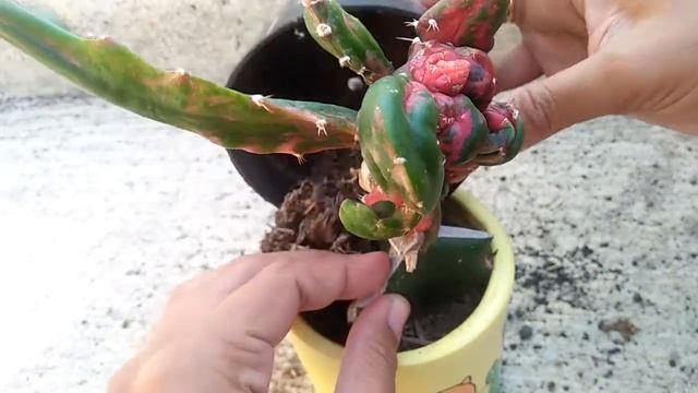 Cara menanam Chimera Cactus | Myrtillo Calycium | Kaktus Robot смотреть онлайн