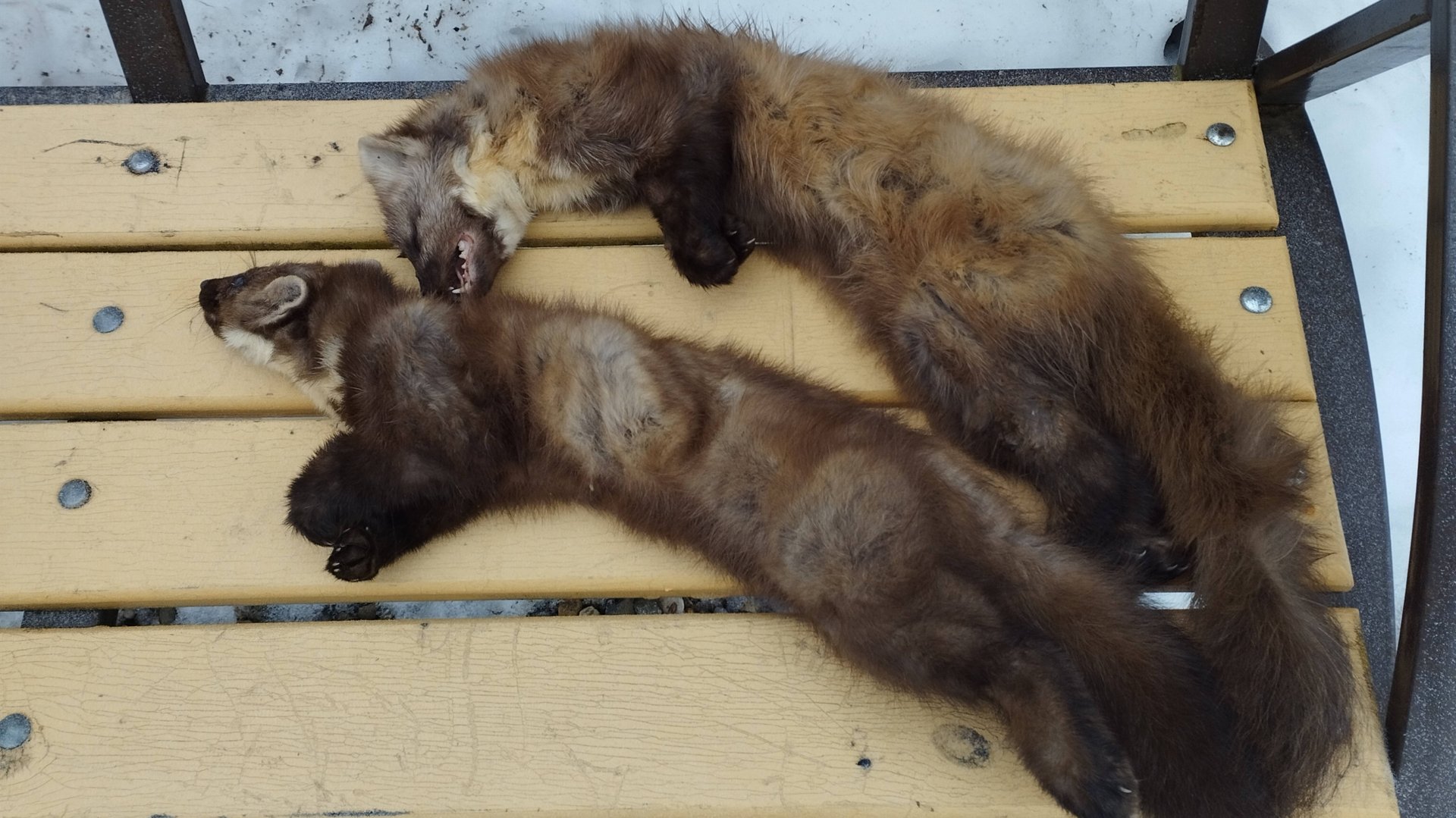 Охота на куницу капканами. Проверяю путик #1. смотреть онлайн