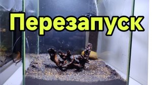 Перезапуск кубика на 30 литров. Посадил ситняг мини