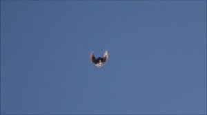 Голуби серпастые 28. 12. 2024.