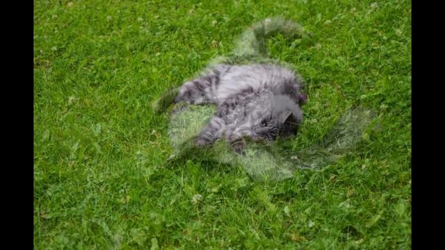 sancho pancho lilly смотреть онлайн