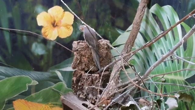 #bird #birds #birdsoftiktok #birdtok #Vogel #Vögel #птицы #птица #птица в клетке смотреть онлайн