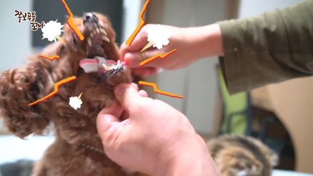 [인간극장]진짜 아빠 마음으로 강아지를 키우는 경기도 김모씨 꼬니아부지의 이야기ㅋㅋㅋ смотреть онлайн