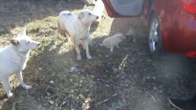 собаки с базы смотреть онлайн