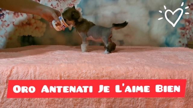 Щенок китайской хохлатой смотреть онлайн