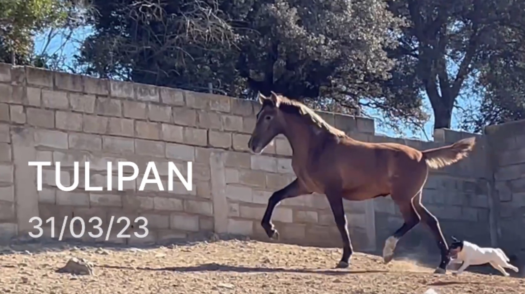 TULIPAN (ТЮЛЬПАН)