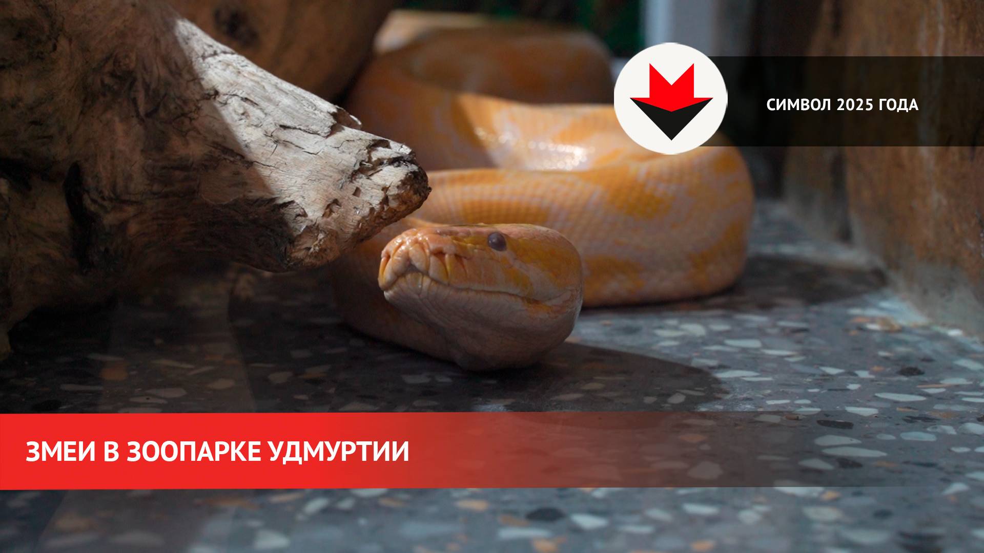Символ 2025 года в зоопарке Удмуртии смотреть онлайн