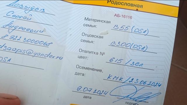 Матки Бакфаст с изолированного облётника, получение и подсадка смотреть онлайн