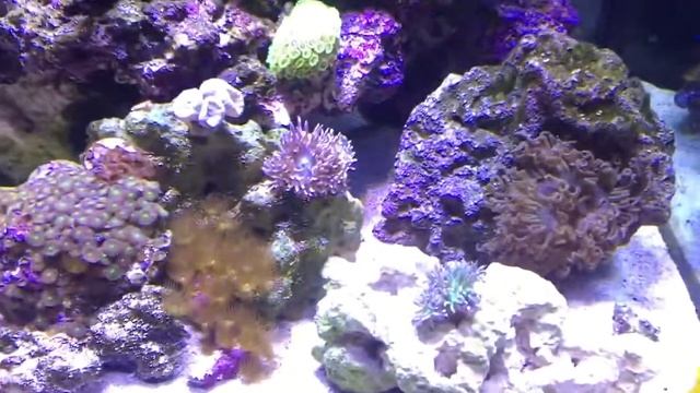 My 60 Gallon Rimless Cube 5 Months Old !!!! смотреть онлайн