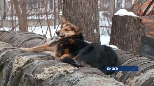 Что пишут в СМИ: обзор изданий «Сибирской медиагруппы» смотреть онлайн