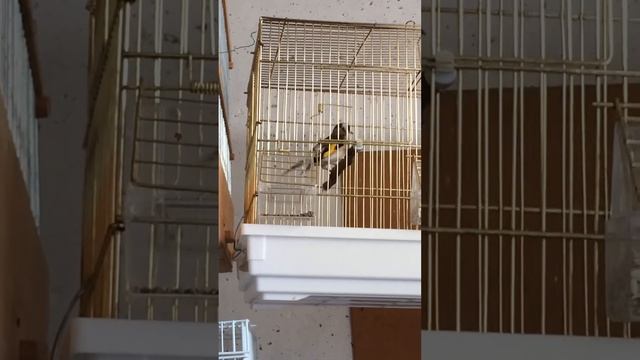 Мои птицы смотреть онлайн