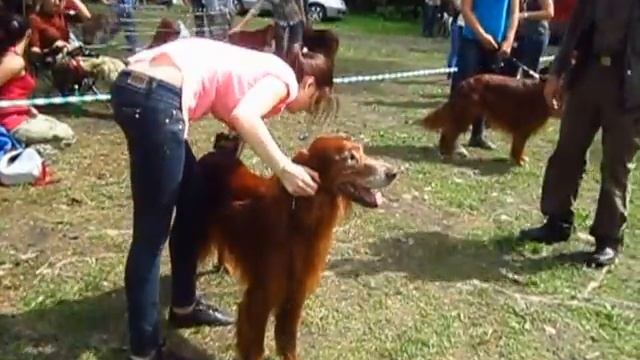 Сеттеры. Монопородка Гленкар. Кобели рабочий. Хилл Хоппер1 смотреть онлайн