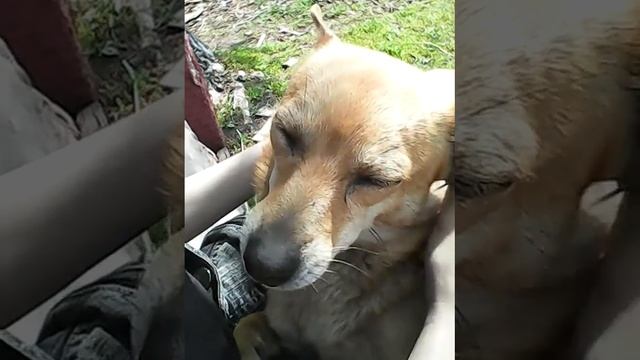 Собака кайфует смотреть онлайн
