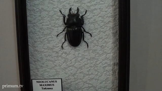 ШОКИРУЮЩИЕ И ФАНТАСТИЧЕСКИЕ НАСЕКОМЫЕ смотреть онлайн